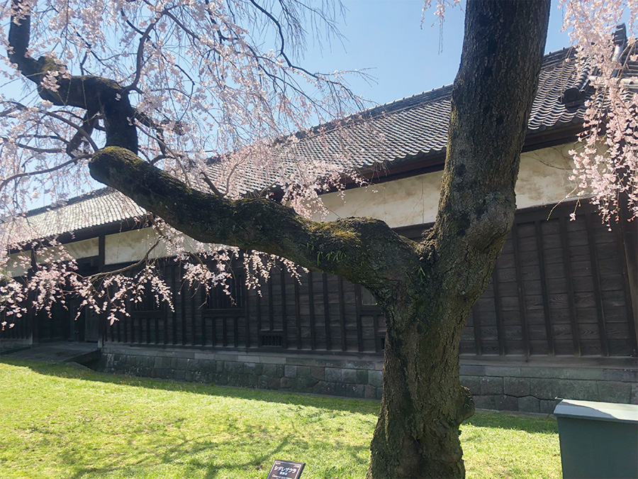 乾通りの枝垂れ桜