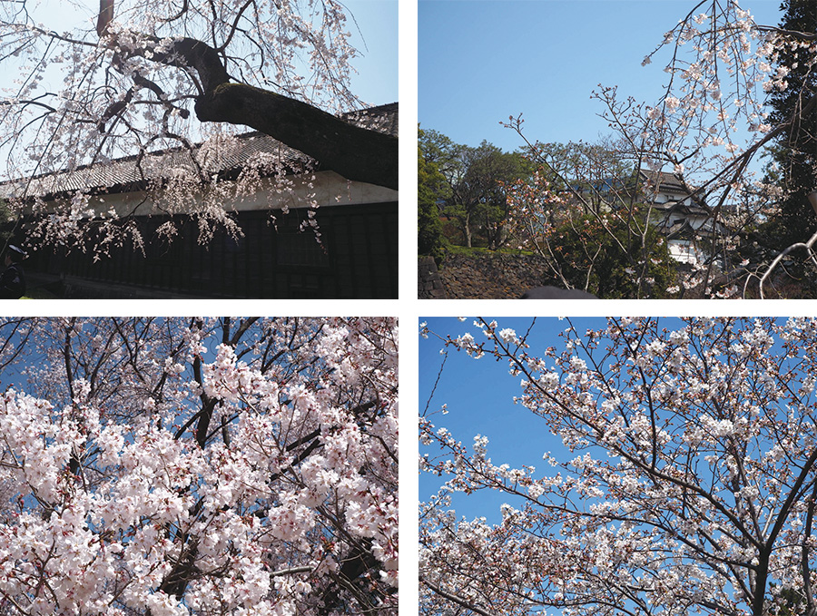乾通りの枝垂れ桜