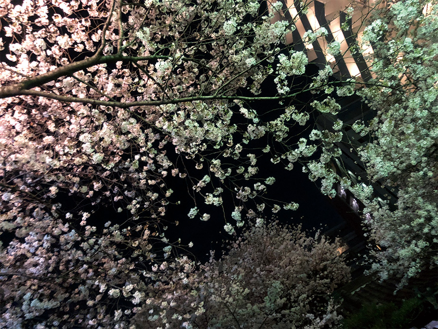 御園神社入り口から見た桜